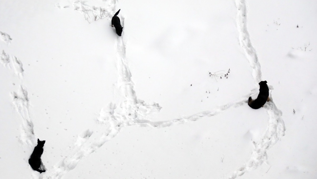 Валерий Шахов