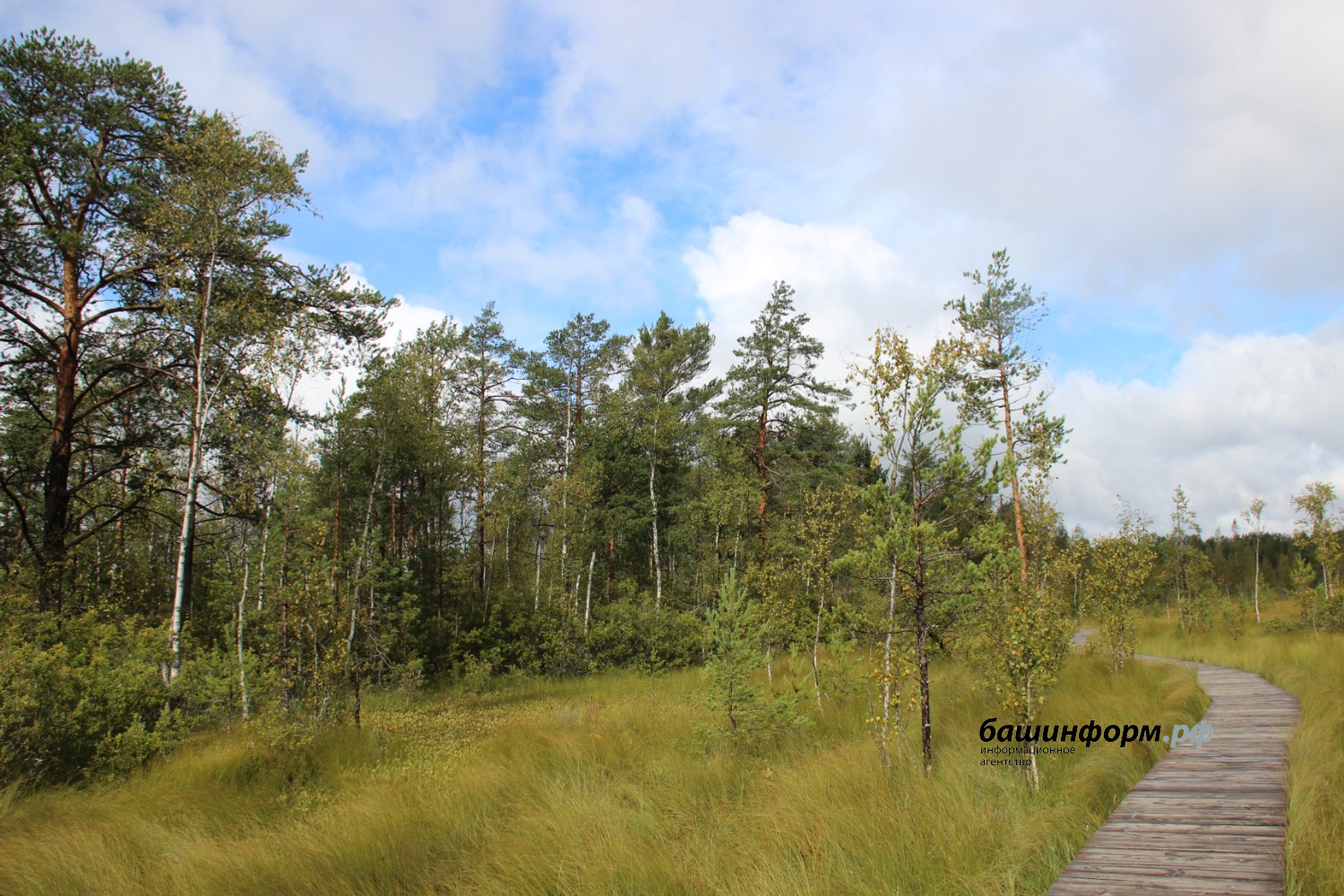 автор  Экологическая тропа "Сестрорецкое болото"
