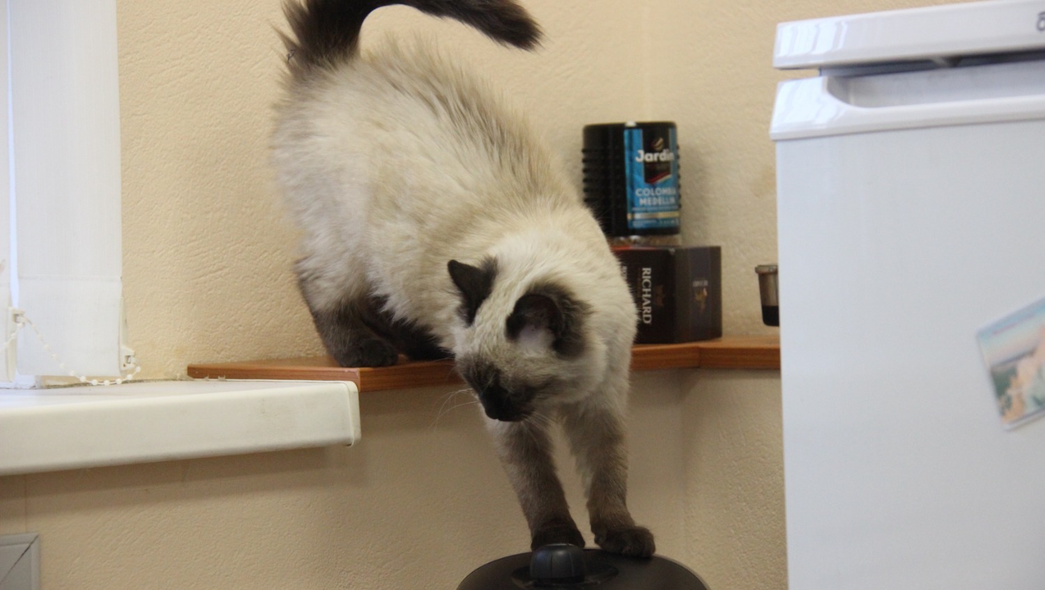 Ксения Калинина