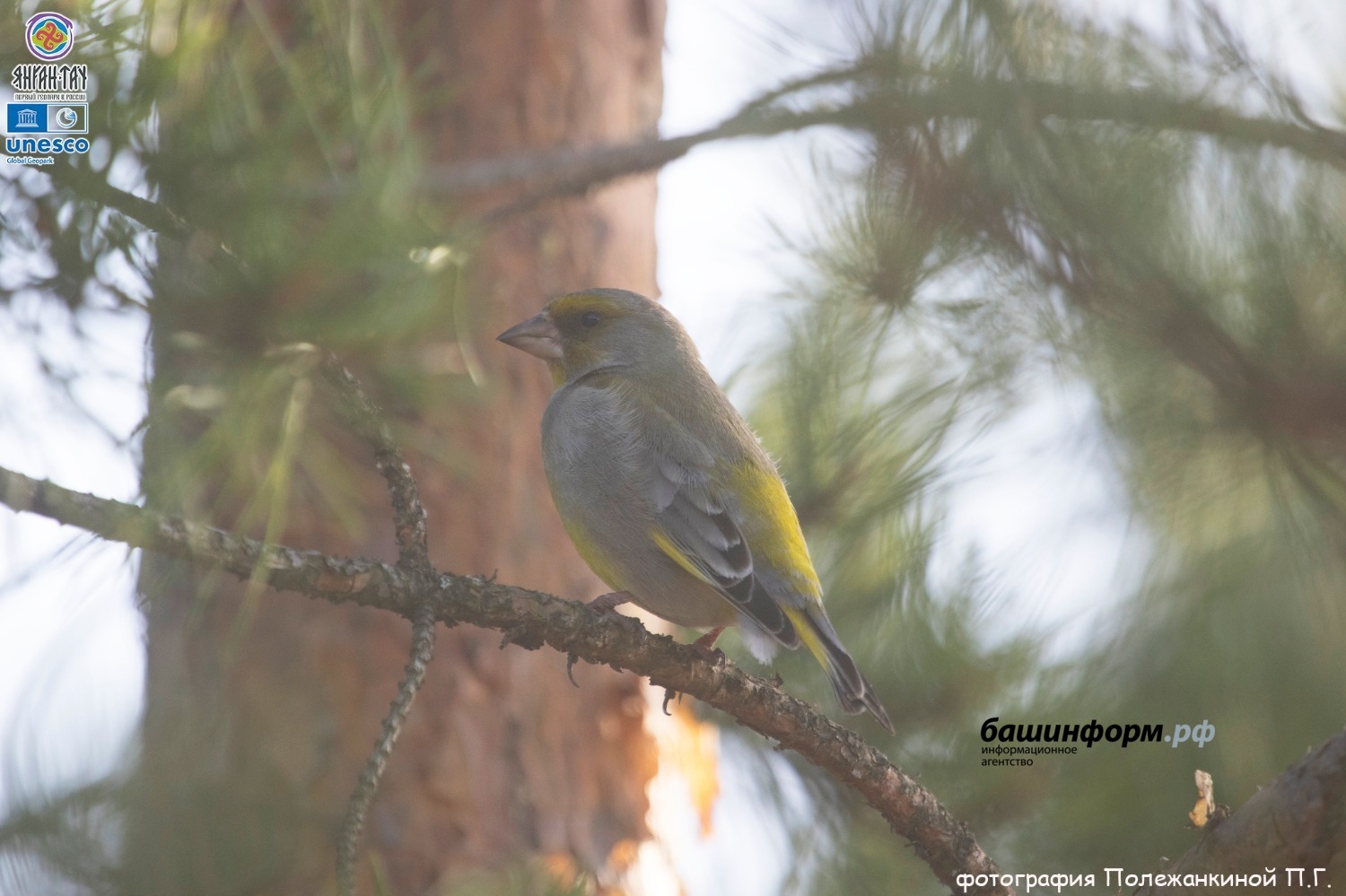 Полина Полежанкина  Геопарк ЮНЕСКО Янган-Тау
