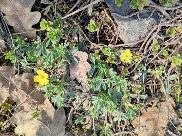 Нацпарк «Башкирия»  Соцсети  Потентилла канаденсис или лпчатка