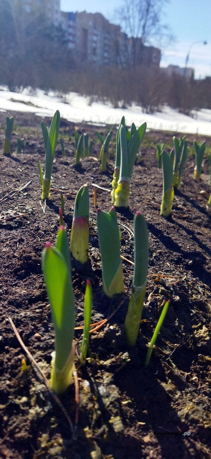 Южно-Уральский ботанический сад-институт ВКонтакте