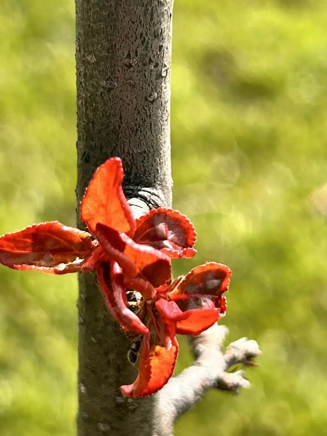 Шамиль Валеев личный архив