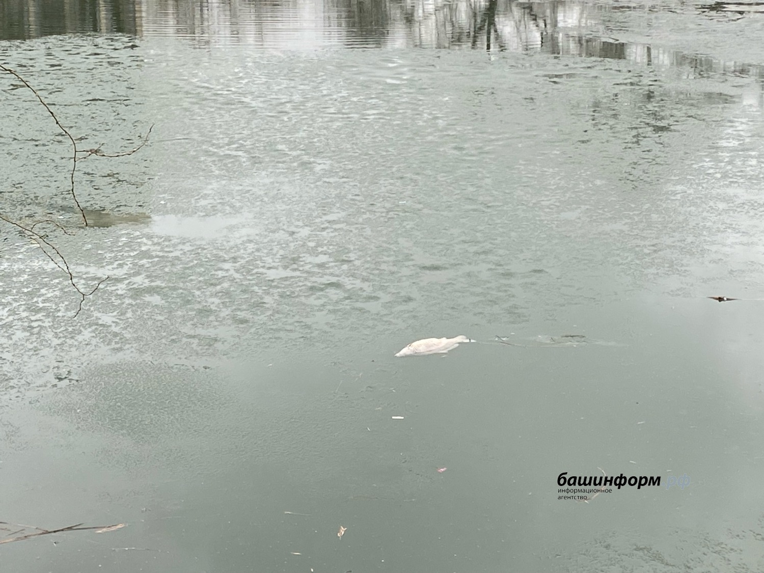 Наталья Овчарук Фотобанк ИА «Башинформ»