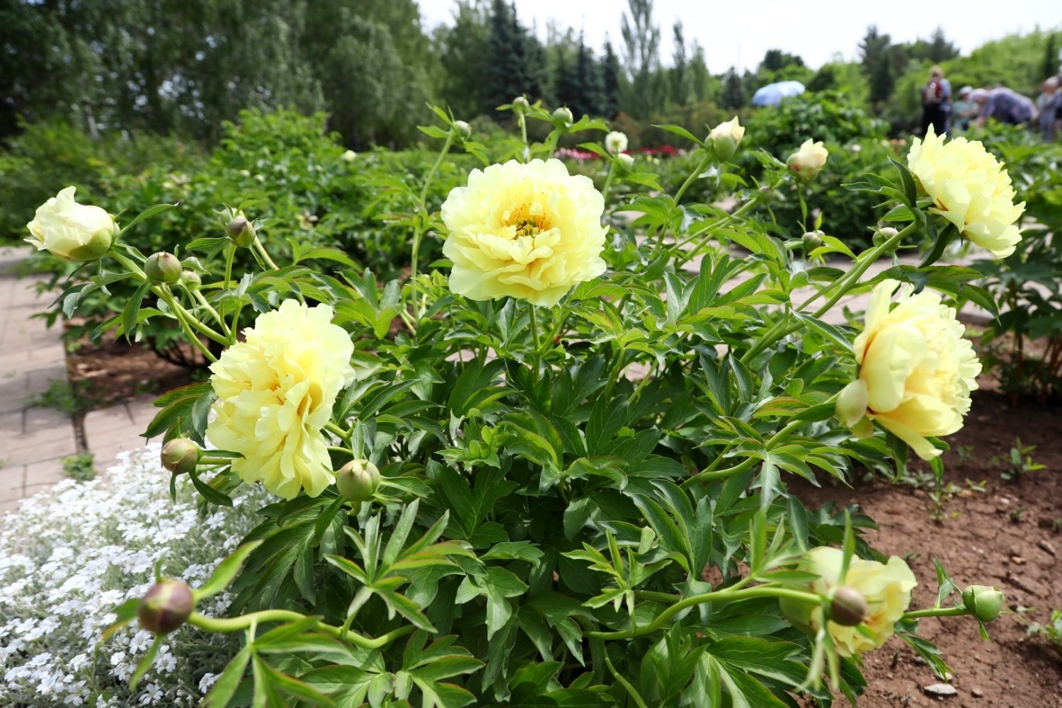 Если вы видите жёлтый пион, можно быть уверенным — это ито-гибрид