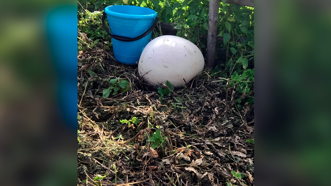 Мирас Зарипов, Vk