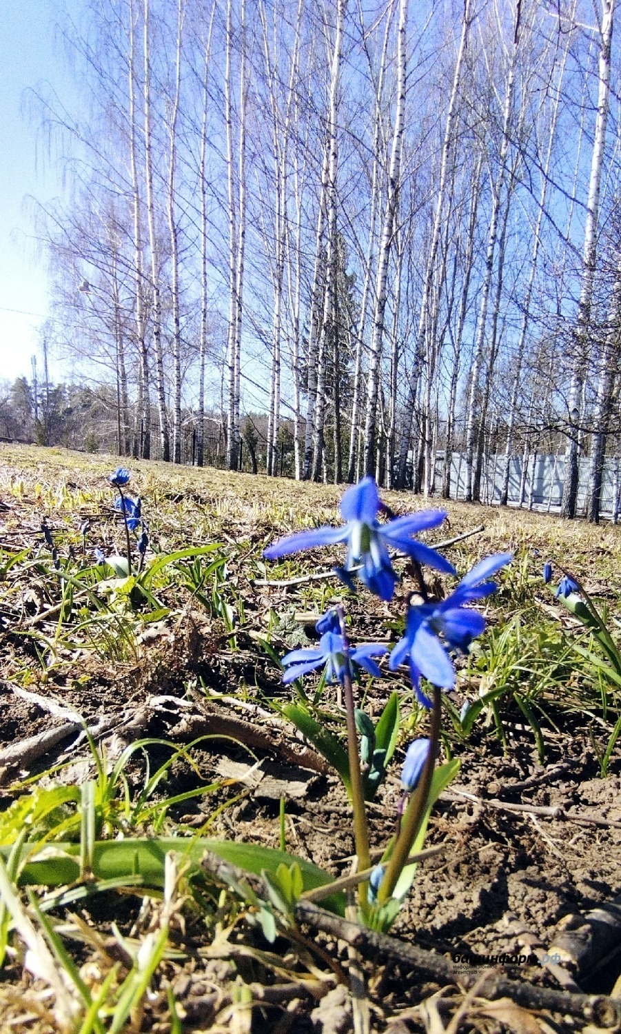 Южно-Уральский ботанический сад-институт ВКонтакте