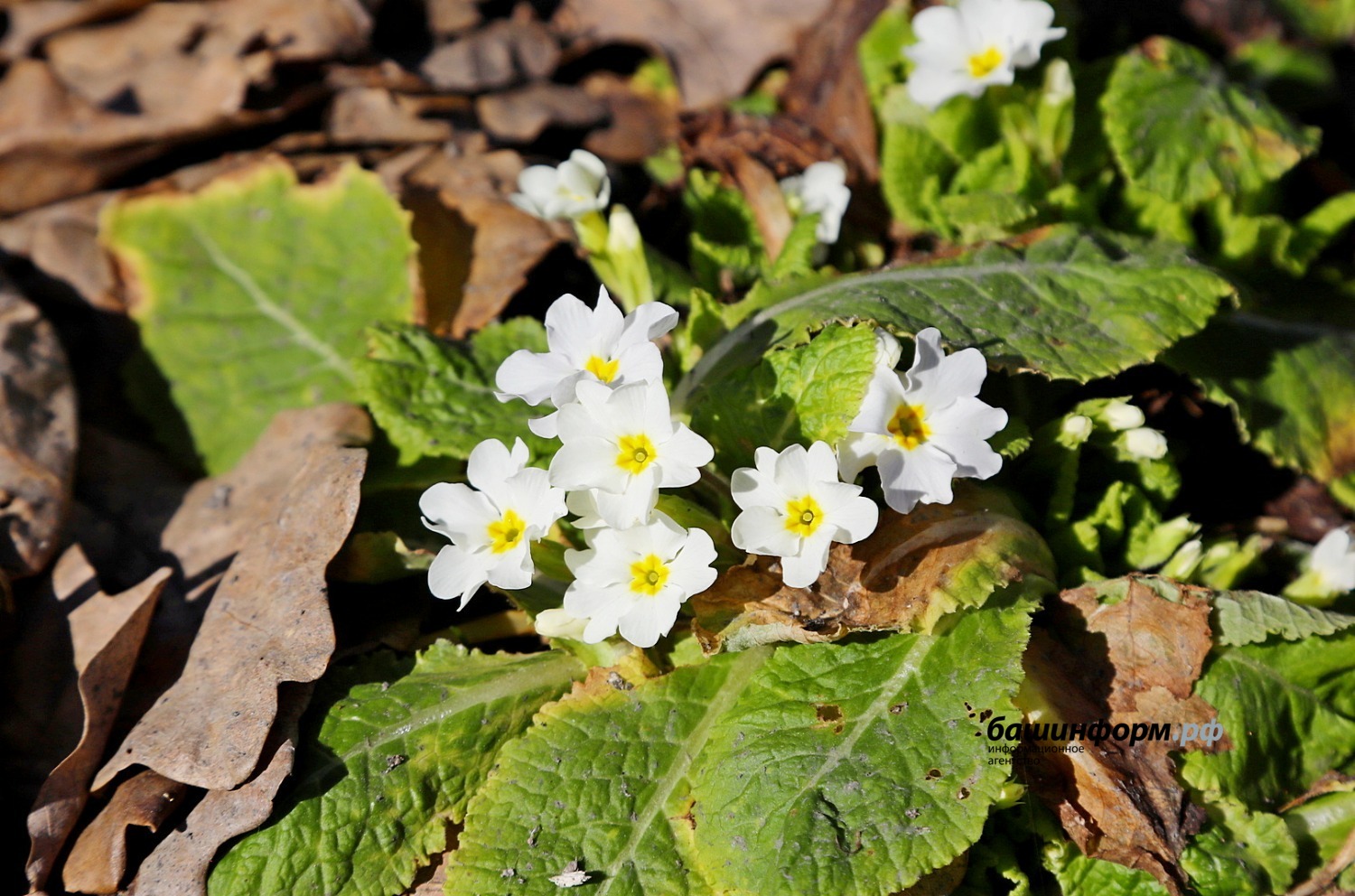 Валерий Шахов ИА «Башинформ»