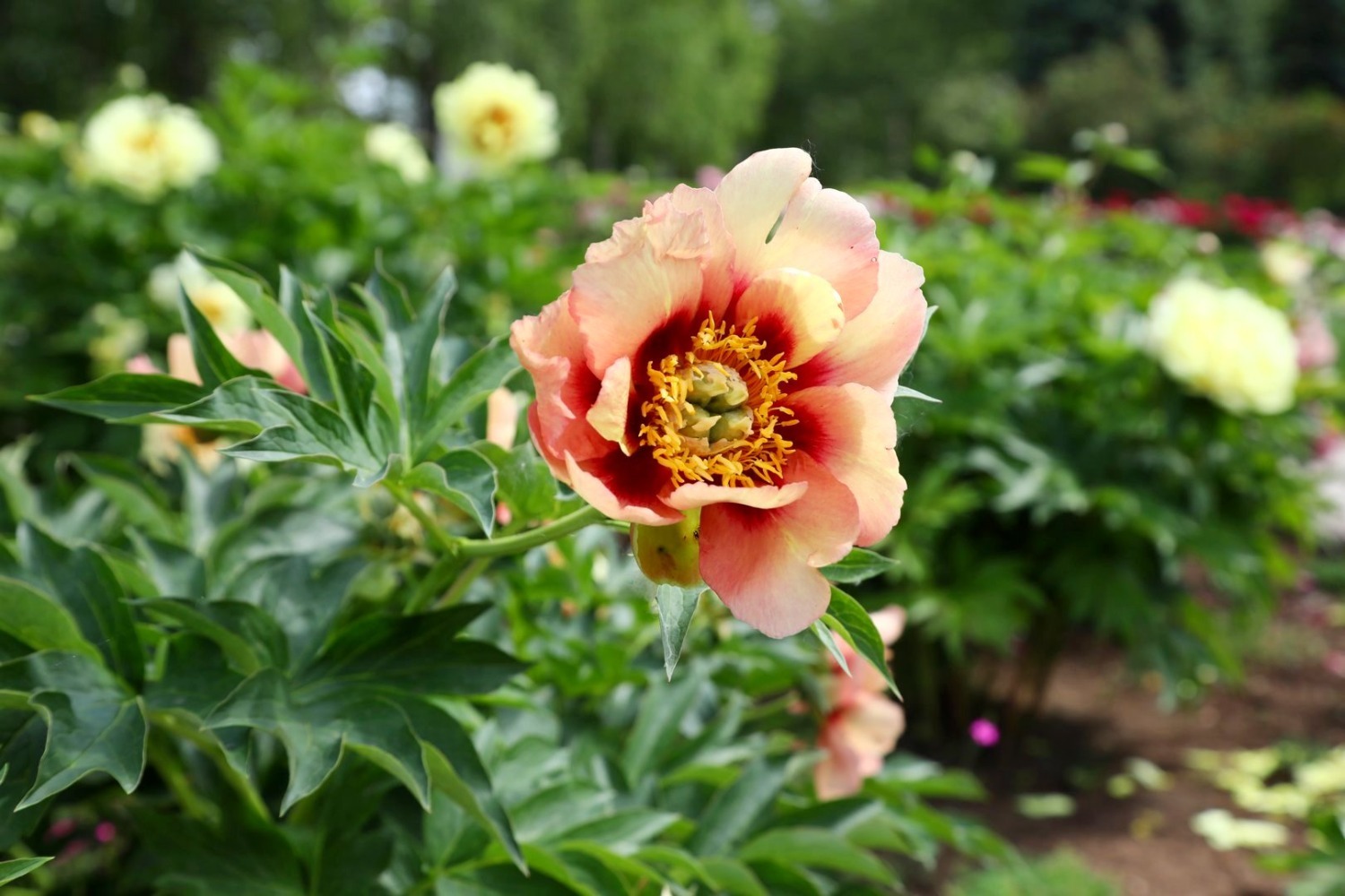 Ито-гибриды могут «выдавать» цветы-хамелеоны: бутон раскрывается в одном цвете, а затем меняют оттенки