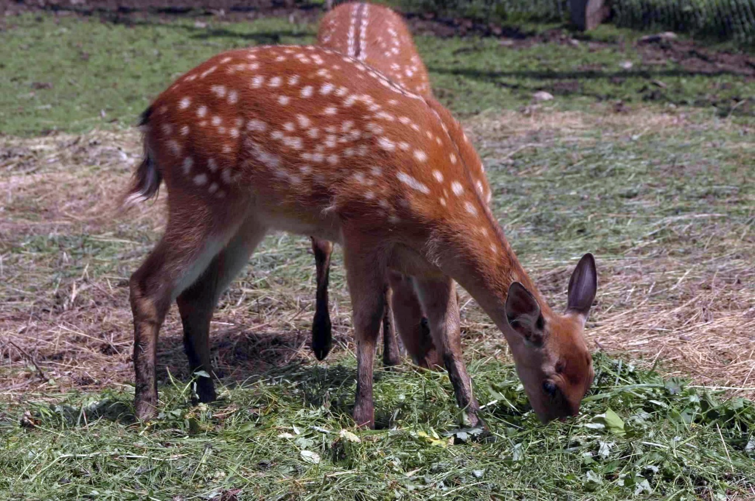 Андрей Старостин ИА «Башинформ»