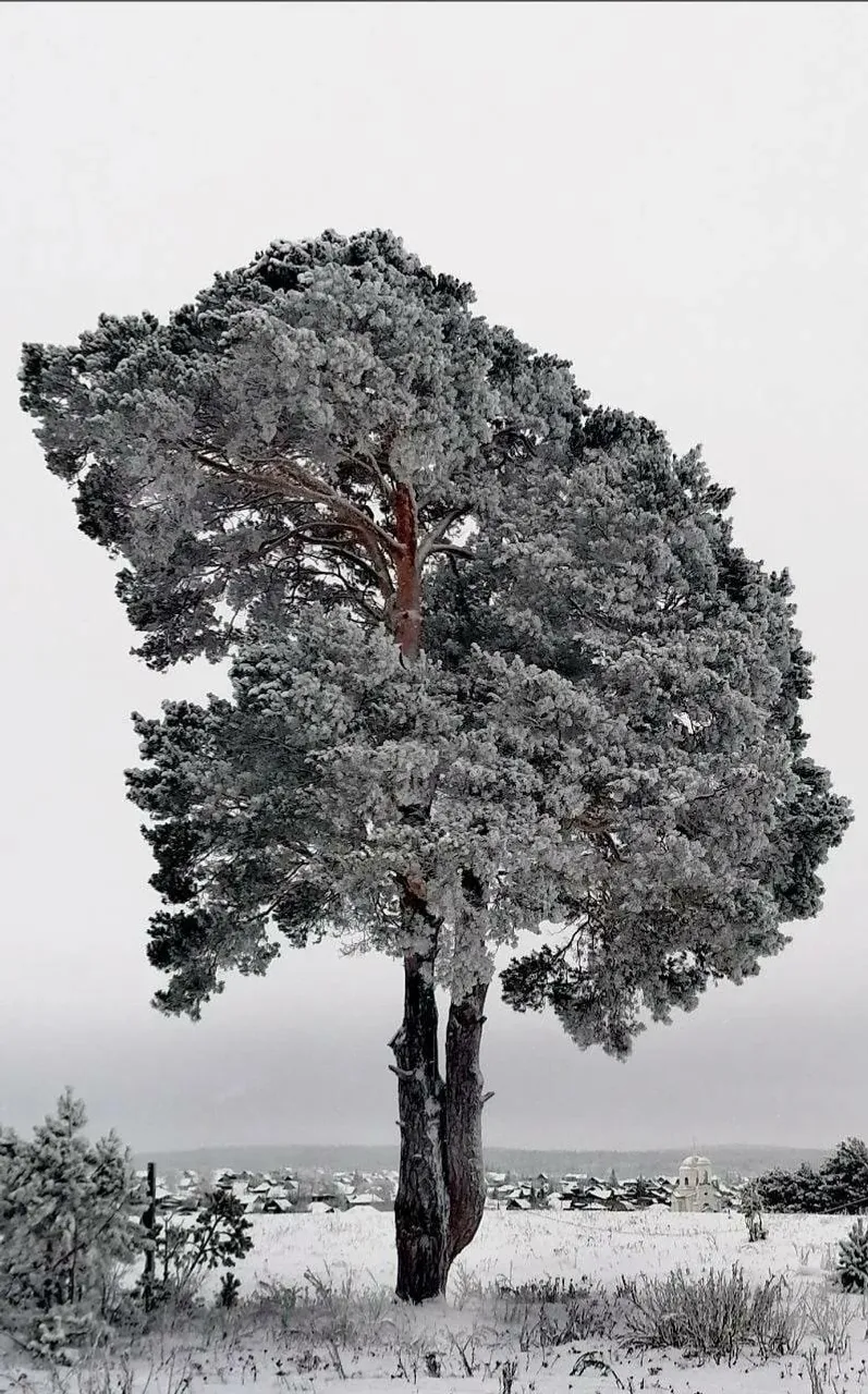 Радий Хабиров телеграм-канал