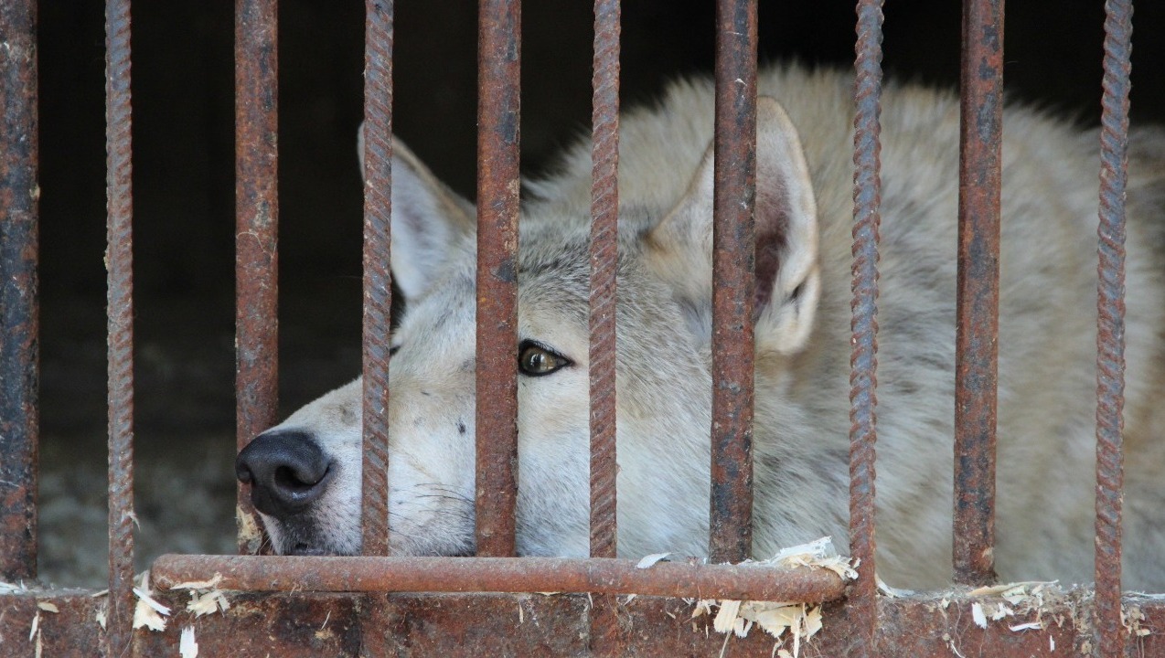 Ксения Калинина