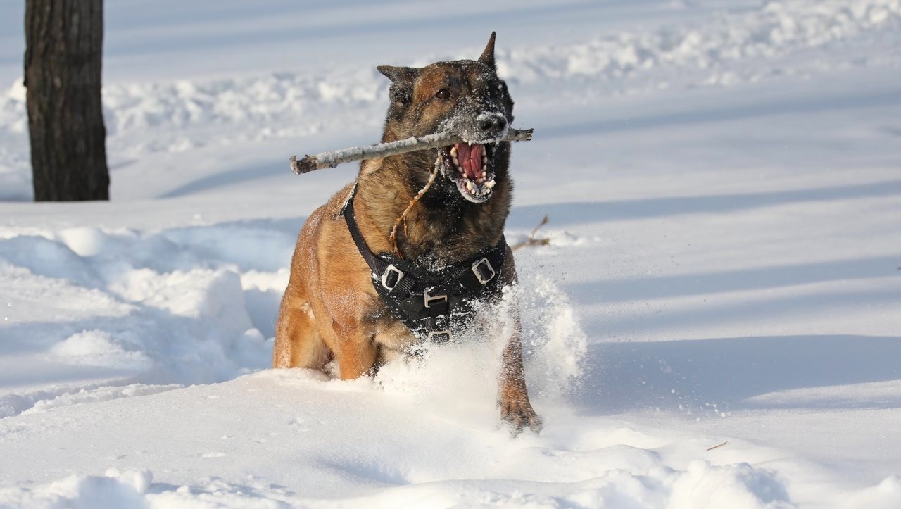 Валерий Шахов