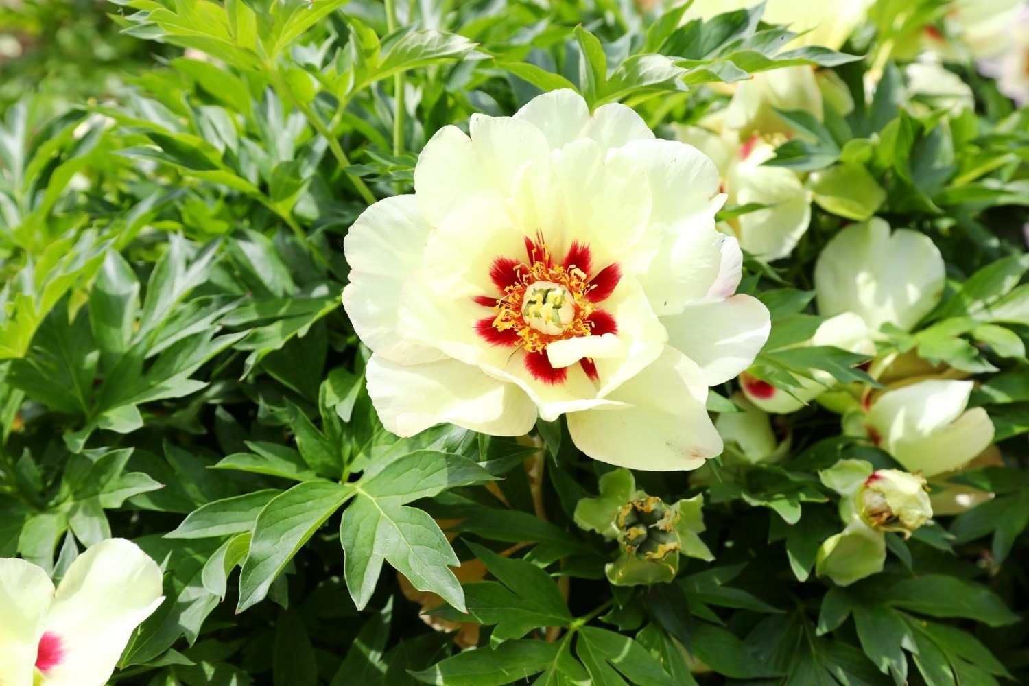 Ито-пион «Бордер Чарм»