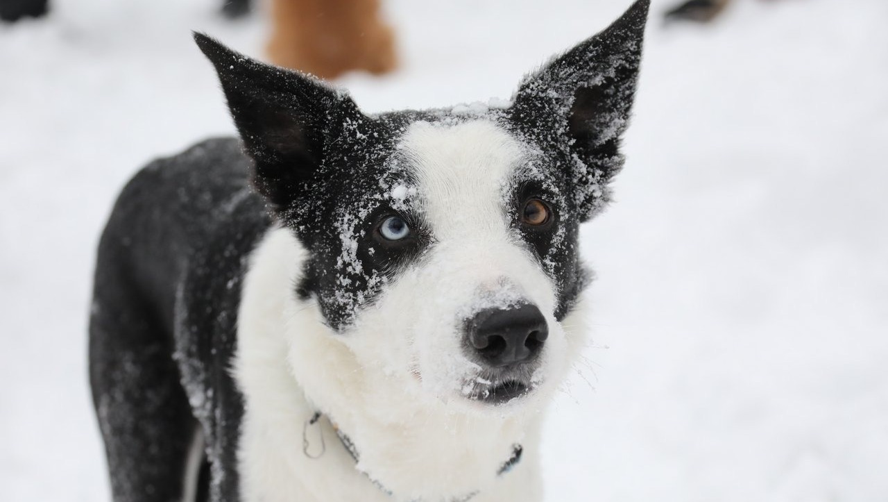 Валерий Шахов