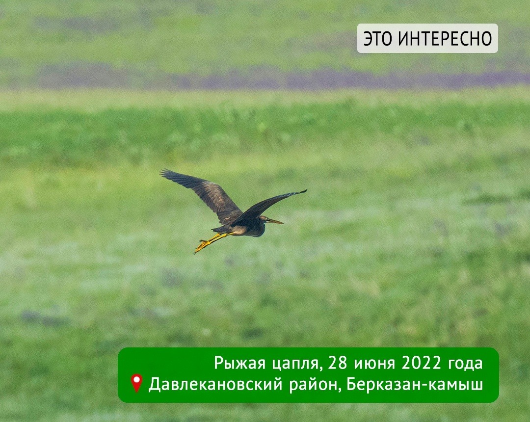 Эльза Габбасова, Константин Данилов