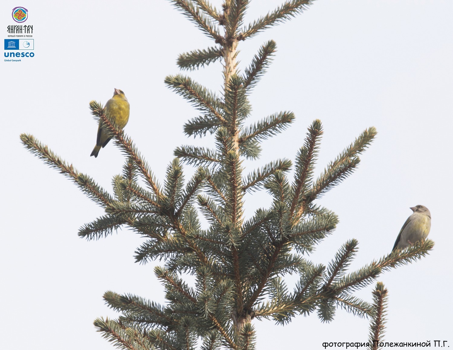 Полина Полежанкина  Геопарк ЮНЕСКО Янган-Тау