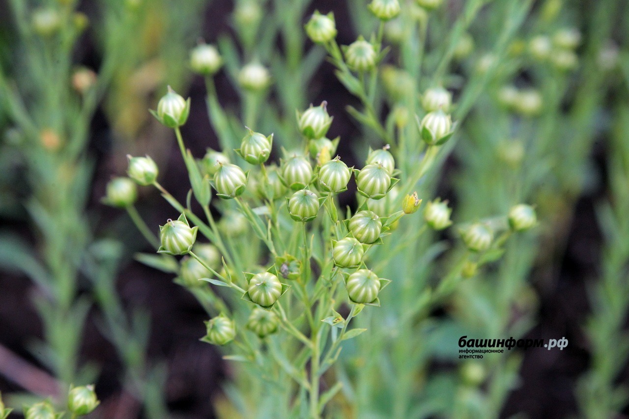 Олег Яровиков архив ИА «Башинформ»