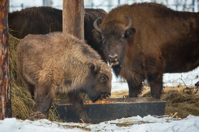 соцсети Радия Хабирова ВКонтакте