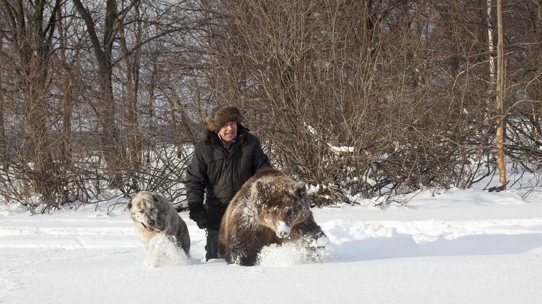 На фото медведь Малыш. Фото Рамиля Кильмаматова