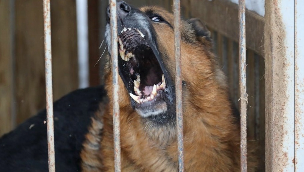 Валерий Шахов