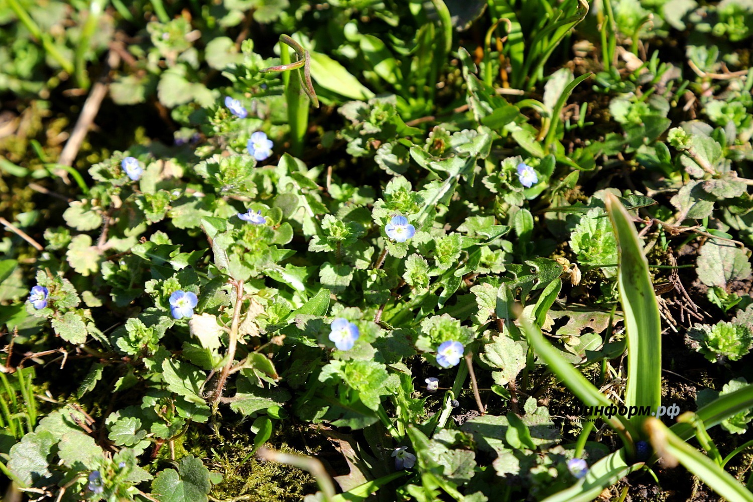 Валерий Шахов ИА «Башинформ»