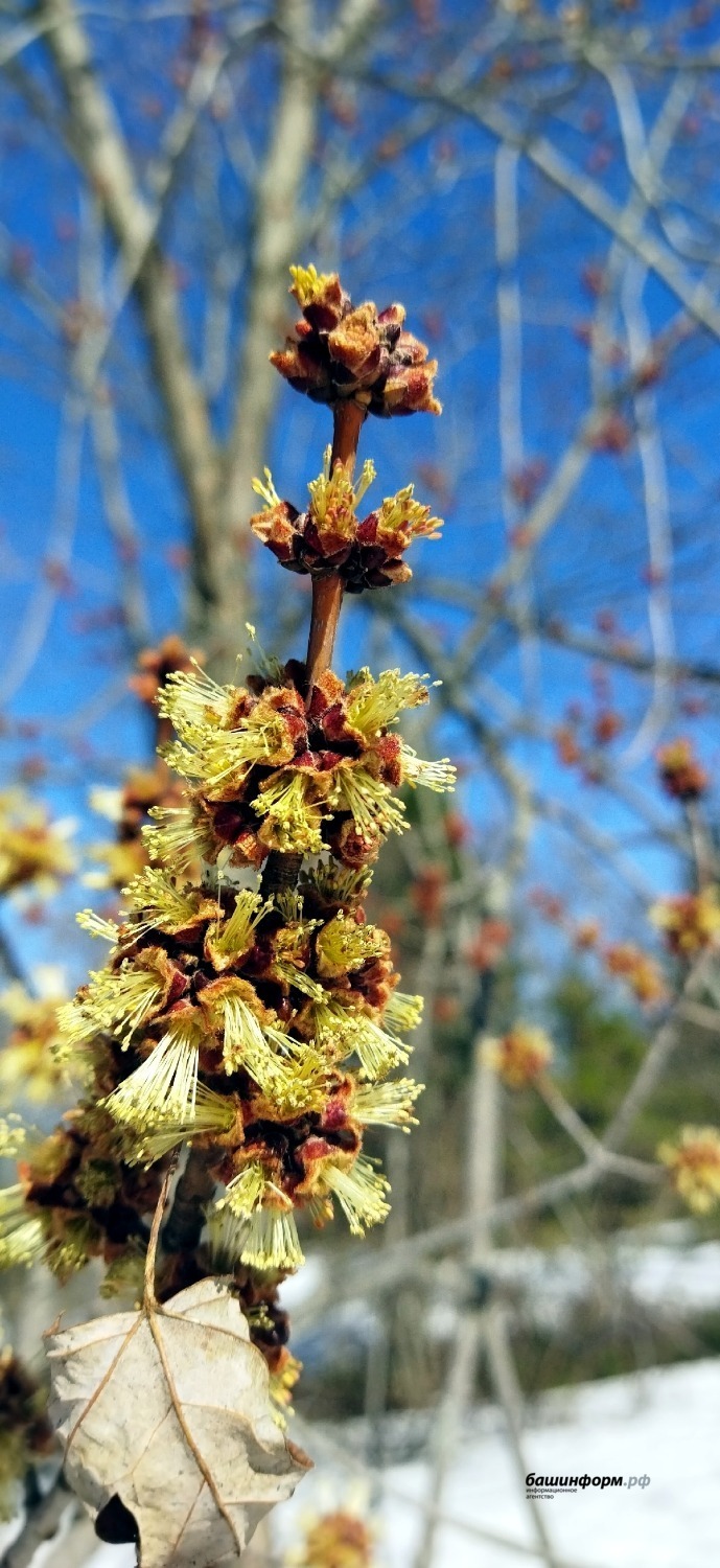 Южно-Уральский ботанический сад-институт ВКонтакте