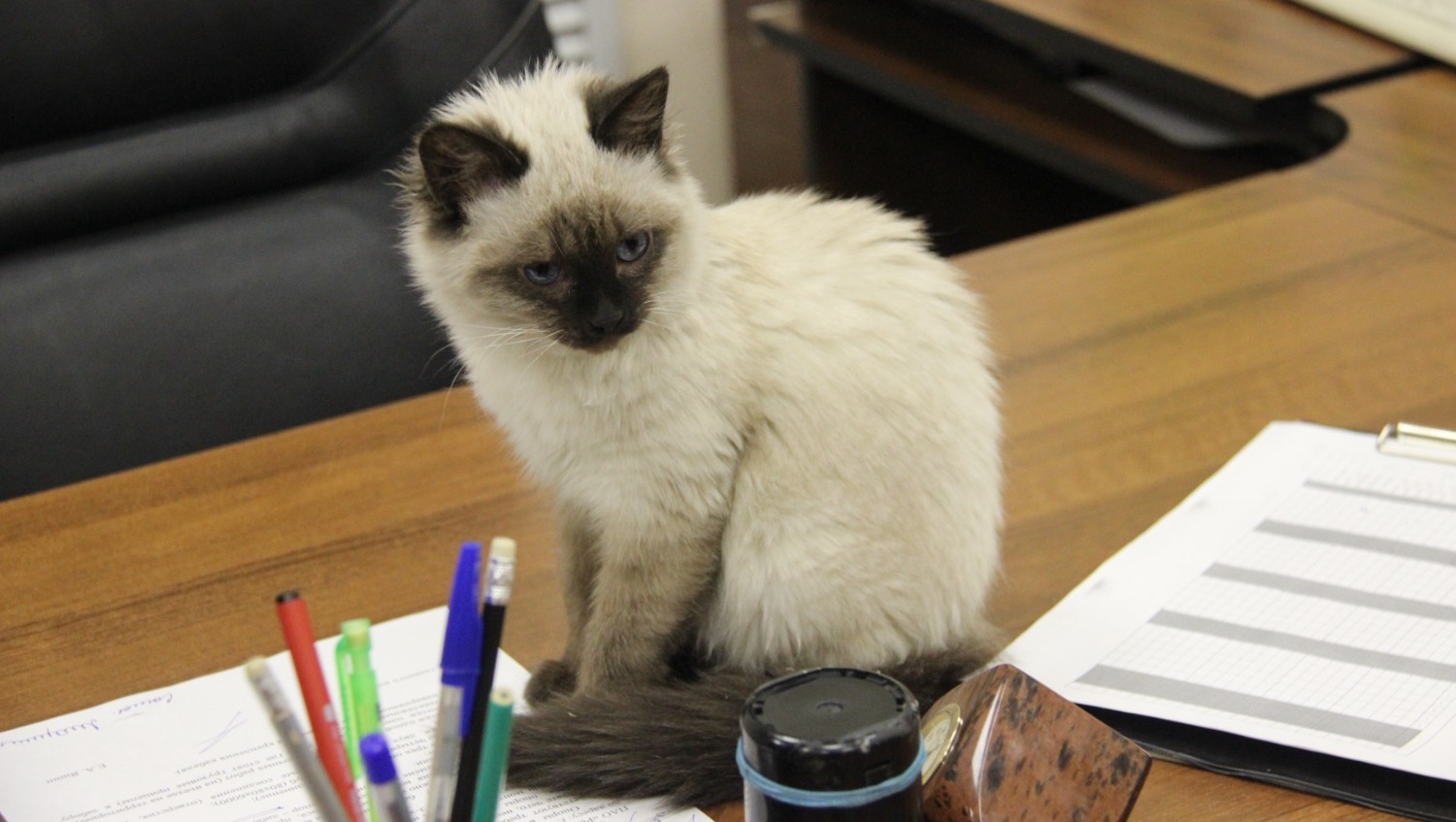 Ксения Калинина