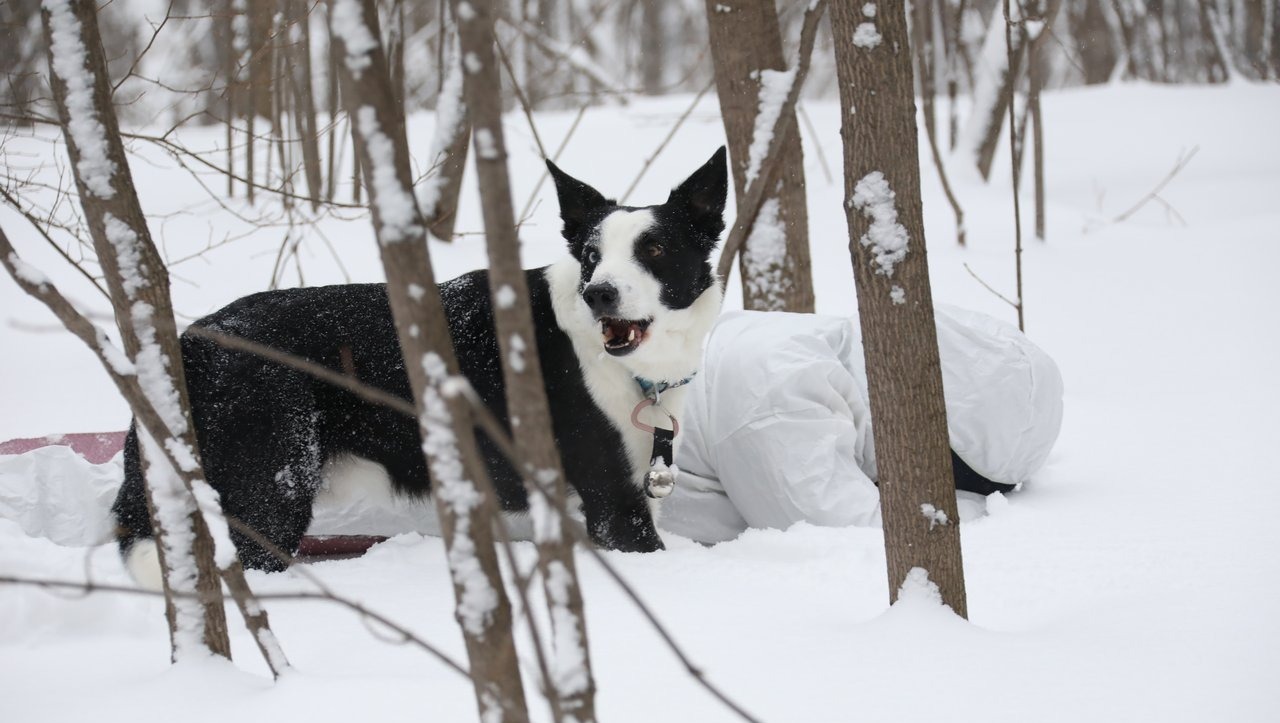 Валерий Шахов