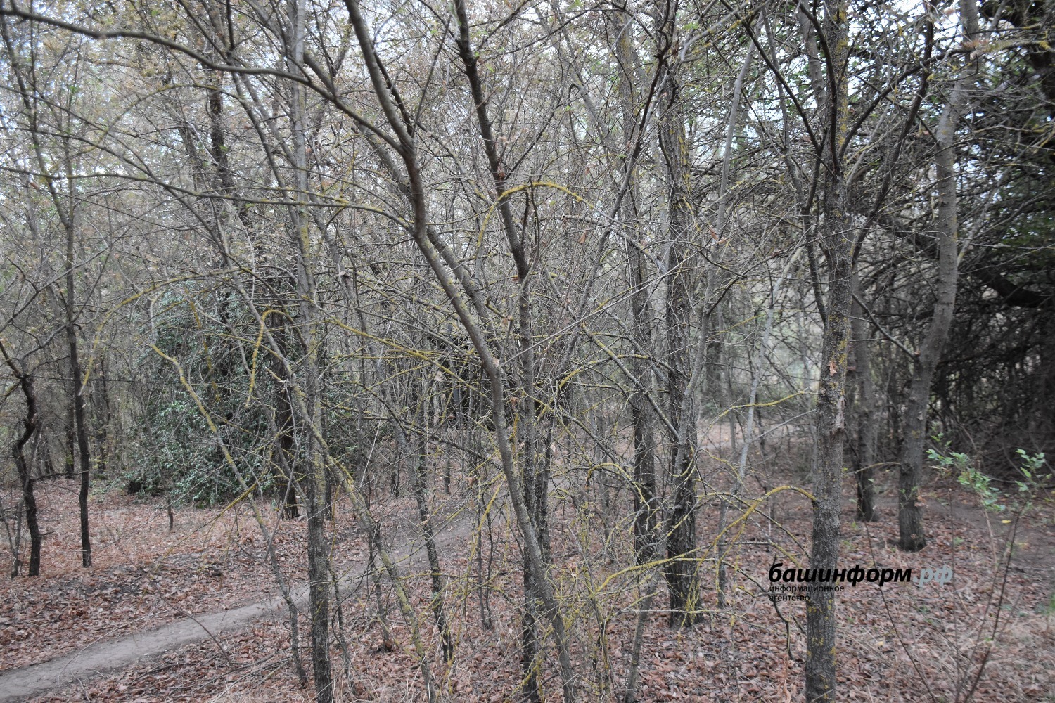 Эдуард Кускарбеков