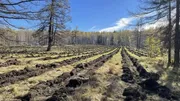 минлесхоз РБ МАКС