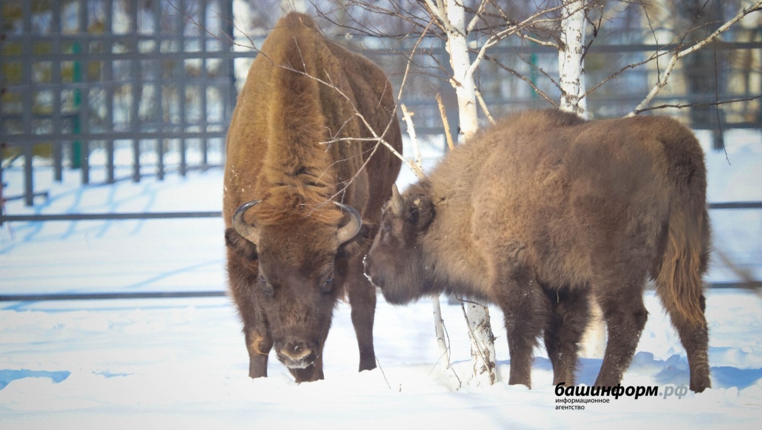 Станислав Шахов архив ИА «Башинформ»