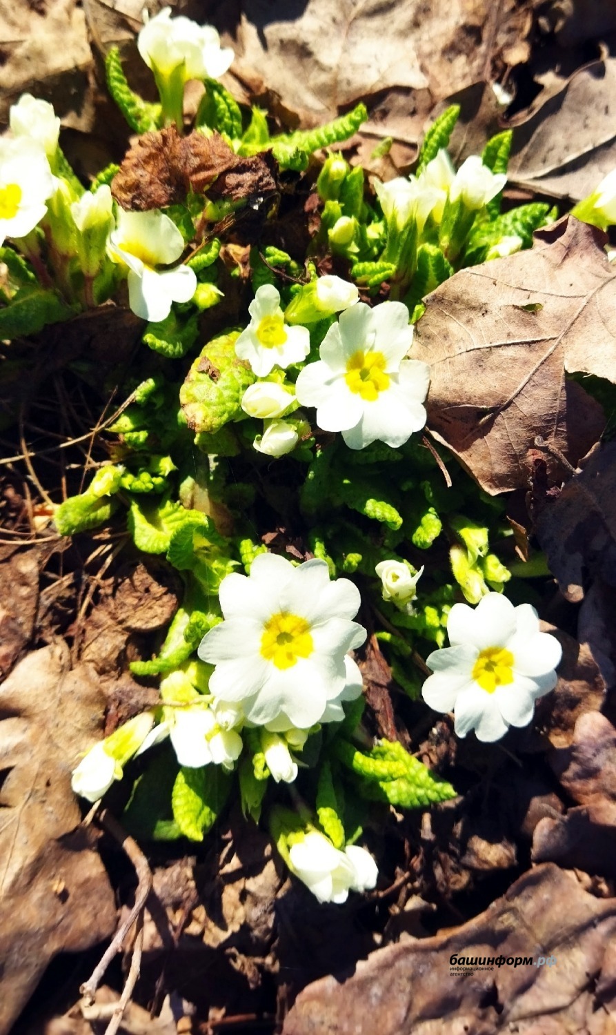 Южно-Уральский ботанический сад-институт ВКонтакте