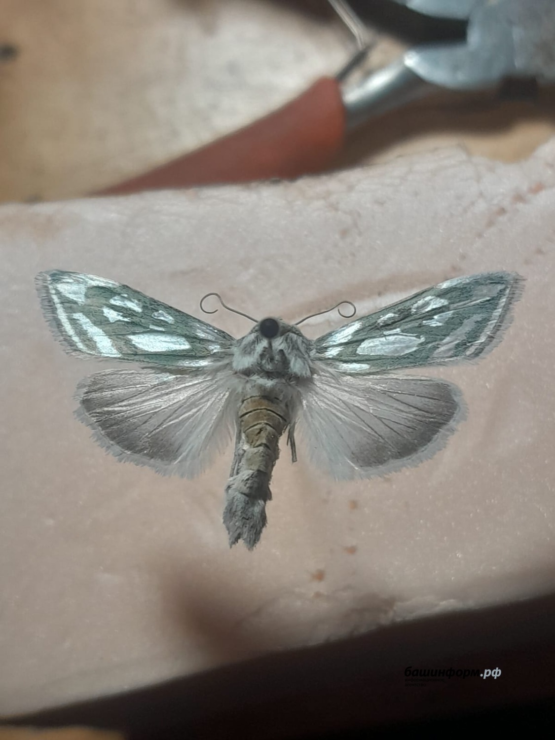 Капюшонница серебристая