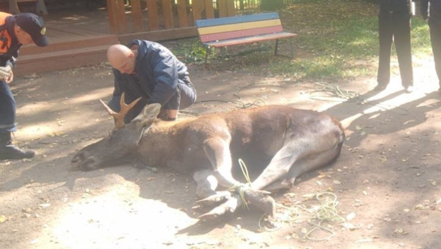 ЦРДЖ «Пин и Пуф» ТГ-канал