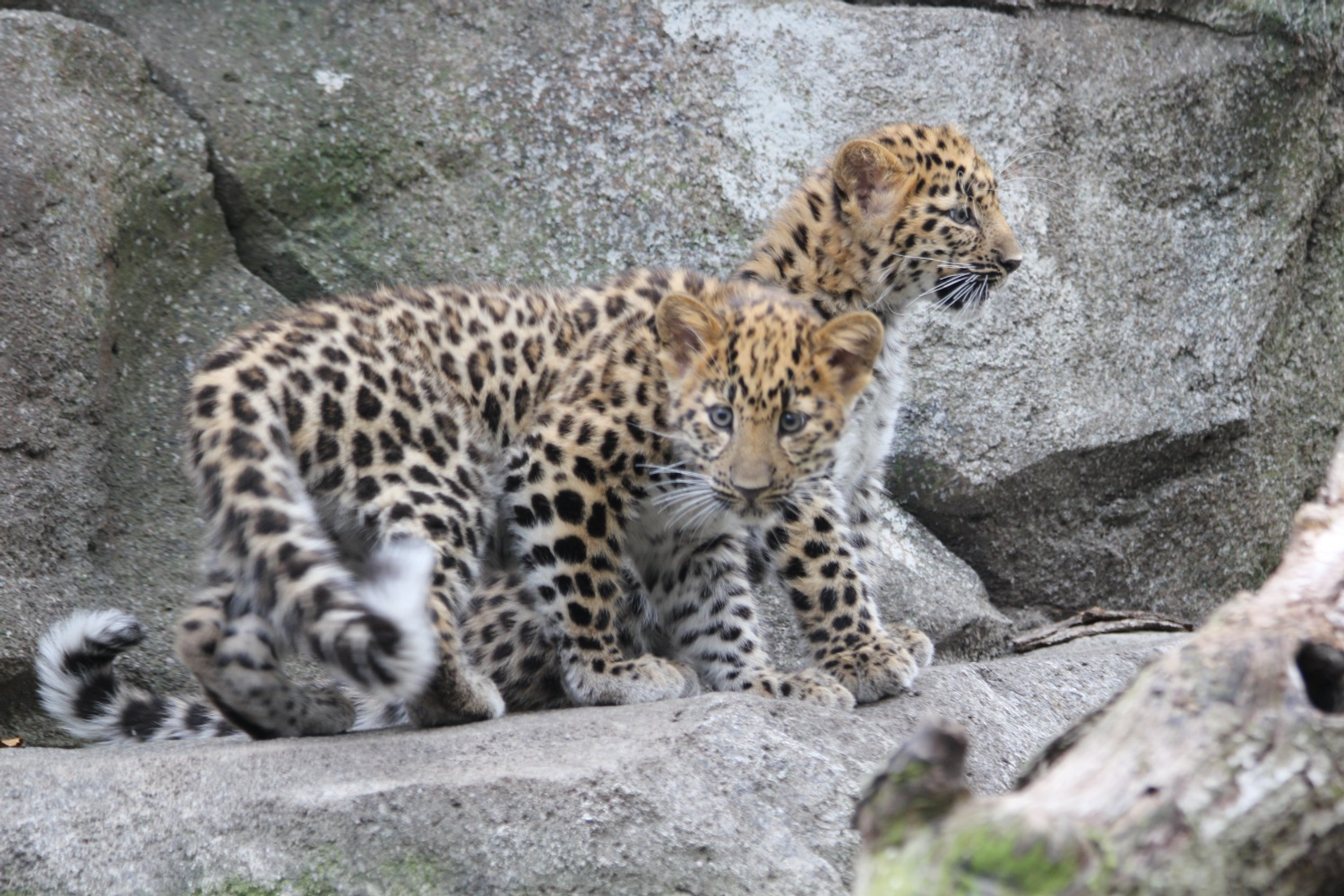 Константин Леонтьев пресс-служба ВТБ