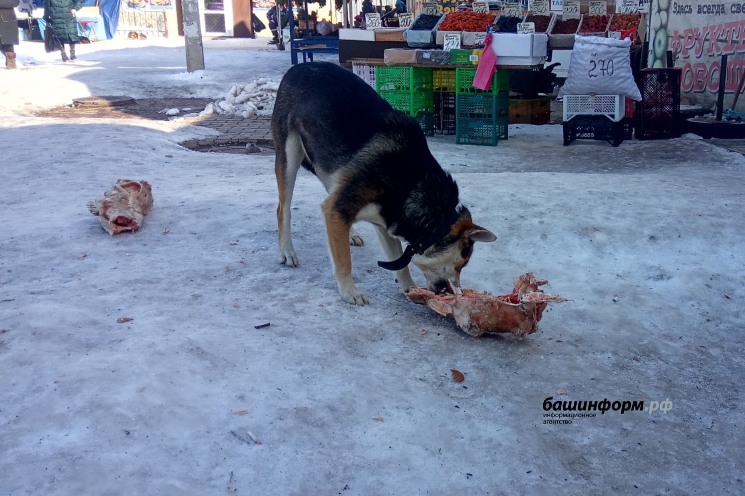 Валерий Шахов