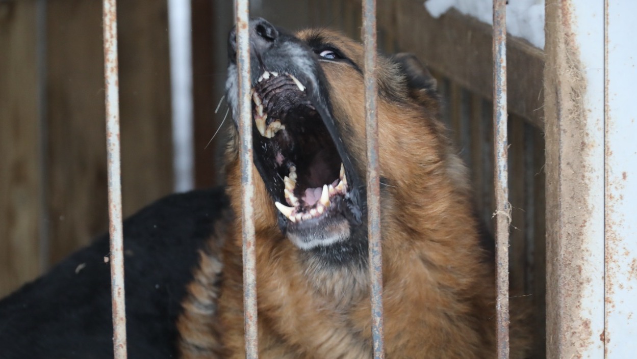 Валерий Шахов