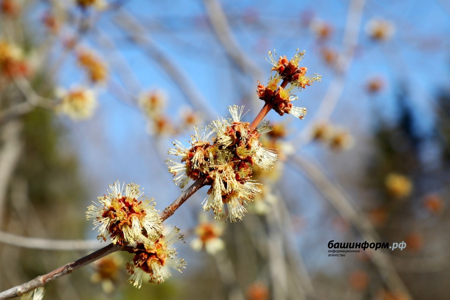 Валерий Шахов ИА «Башинформ»