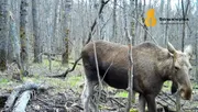 национальный парк «Башкирия», телеграм