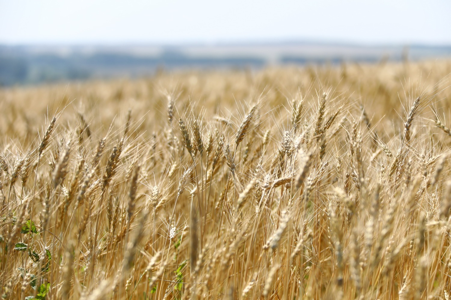 Валерий Шахов