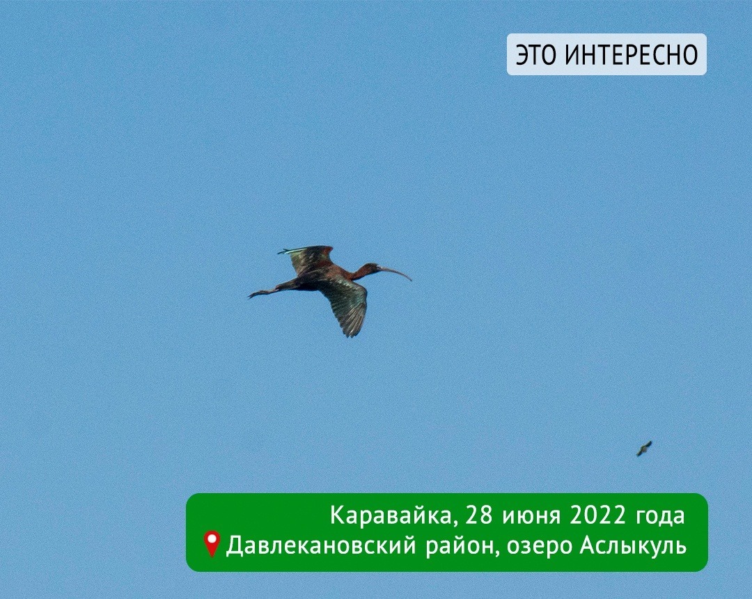 Эльза Габбасова, Константин Данилов