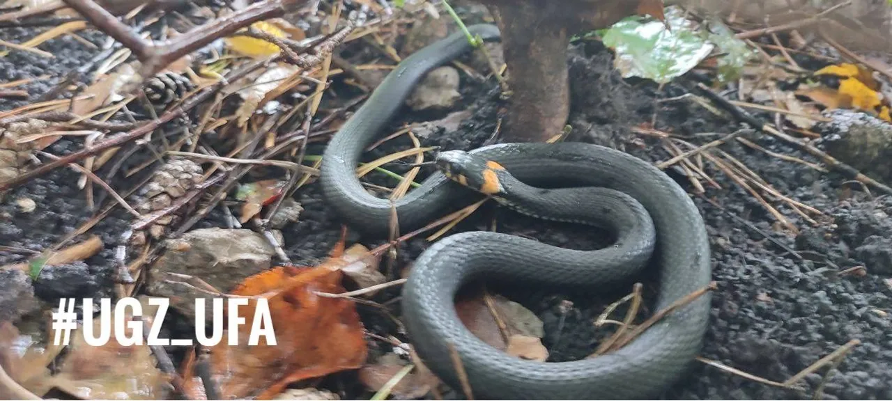 telegram-канал управление гражданской защиты Уфы