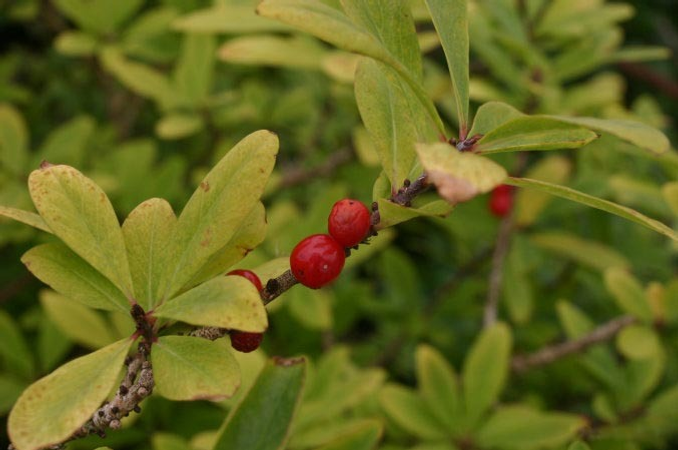 Википедия Дафна, или волчеягодник
